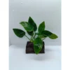 273d4e0e6144163627b259f5a4a6257a.webp Aquarium Live Aqua Plants On Wood Anubias Nana Java Fern Windelov with driftwood Easy Care Waterplants