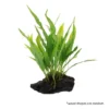 5ededd34488b2accfcbbfce8bc5bd760.webp Aquarium Live Aqua Plants On Wood Anubias Nana Java Fern Windelov with driftwood Easy Care Waterplants