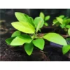 e97f83ead35cf0e82ff3aa13c6856db9.webp Aquarium Live Aqua Plants On Wood Anubias Nana Java Fern Windelov with driftwood Easy Care Waterplants