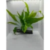 e9c037b8c66a8f8b362a2b032241d25a.webp Aquarium Live Aqua Plants On Wood Anubias Nana Java Fern Windelov with driftwood Easy Care Waterplants