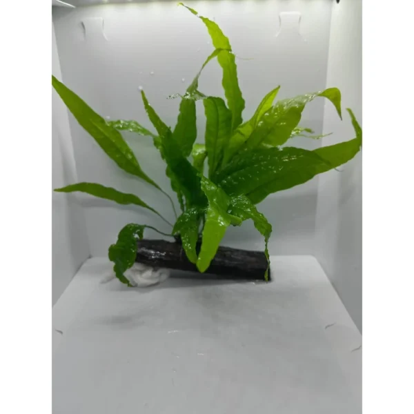 e9c037b8c66a8f8b362a2b032241d25a.webp Aquarium Live Aqua Plants On Wood Anubias Nana Java Fern Windelov with driftwood Easy Care Waterplants