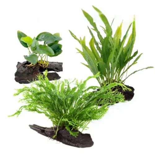 sg-11134253-824gw-merlnaajtvk285.webp Aquarium Live Aqua Plants On Wood Anubias Nana Java Fern Windelov with driftwood Easy Care Waterplants